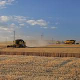 乌克兰农民联合种植小麦.